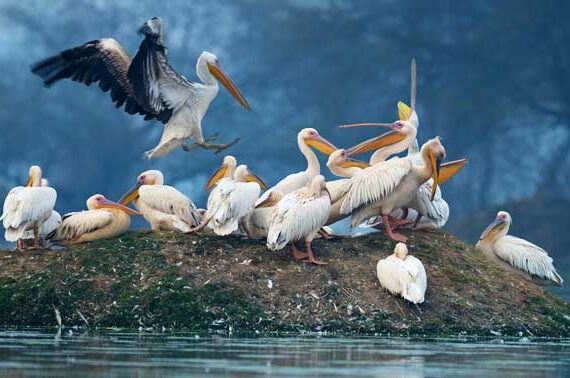 Kumarakom Bird Sanctuary