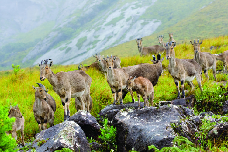 Nilgiri-Tahr