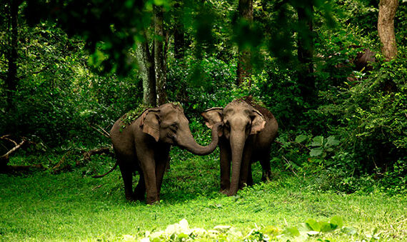 Thekkady